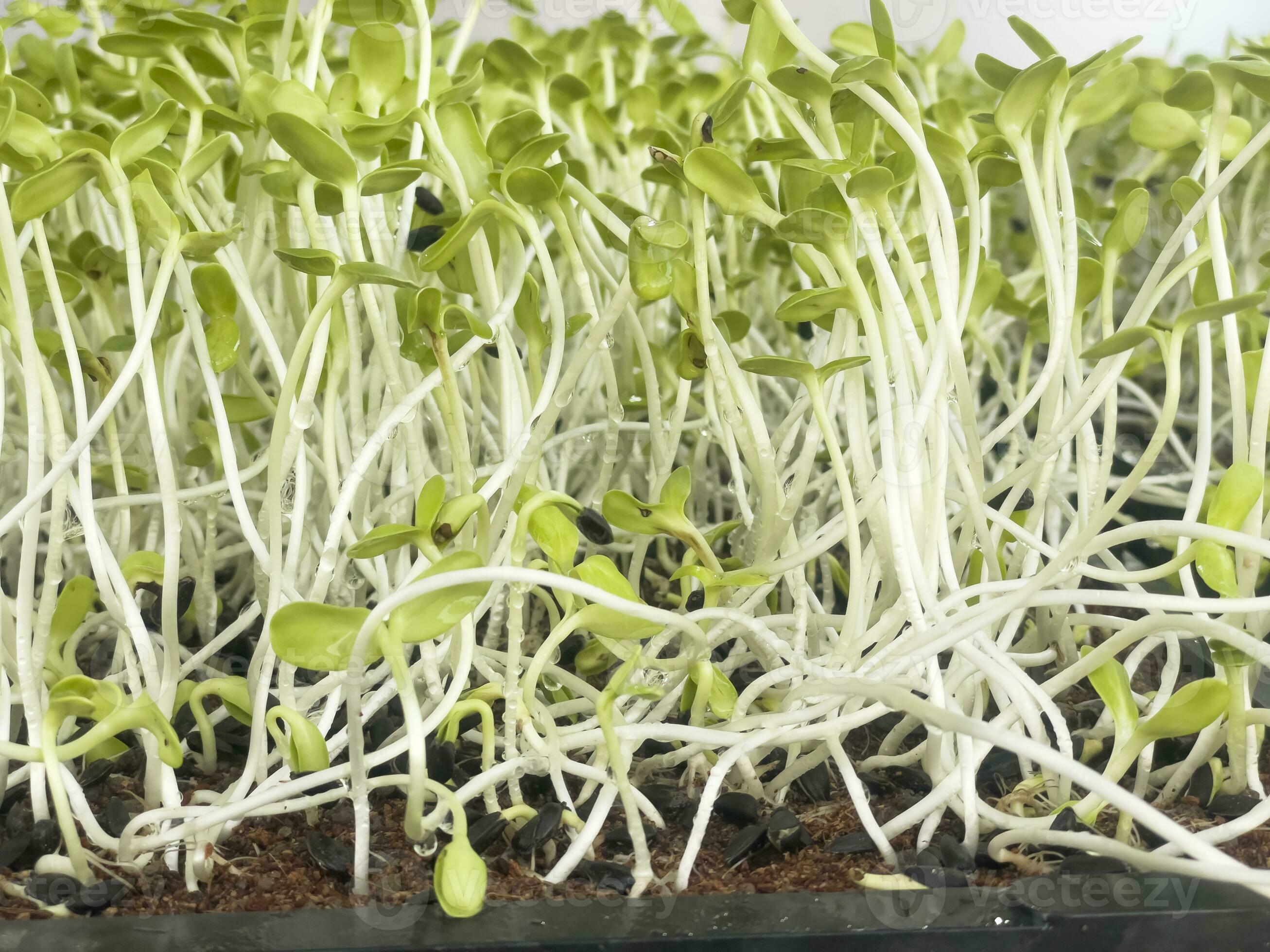 Green seedlings of sunflower group of green sprouts growth out from