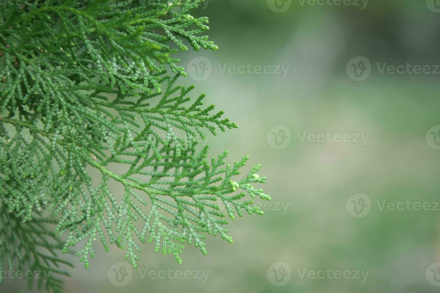 Closeup fresh green twigs thuja branches blur background, Pine tree photo