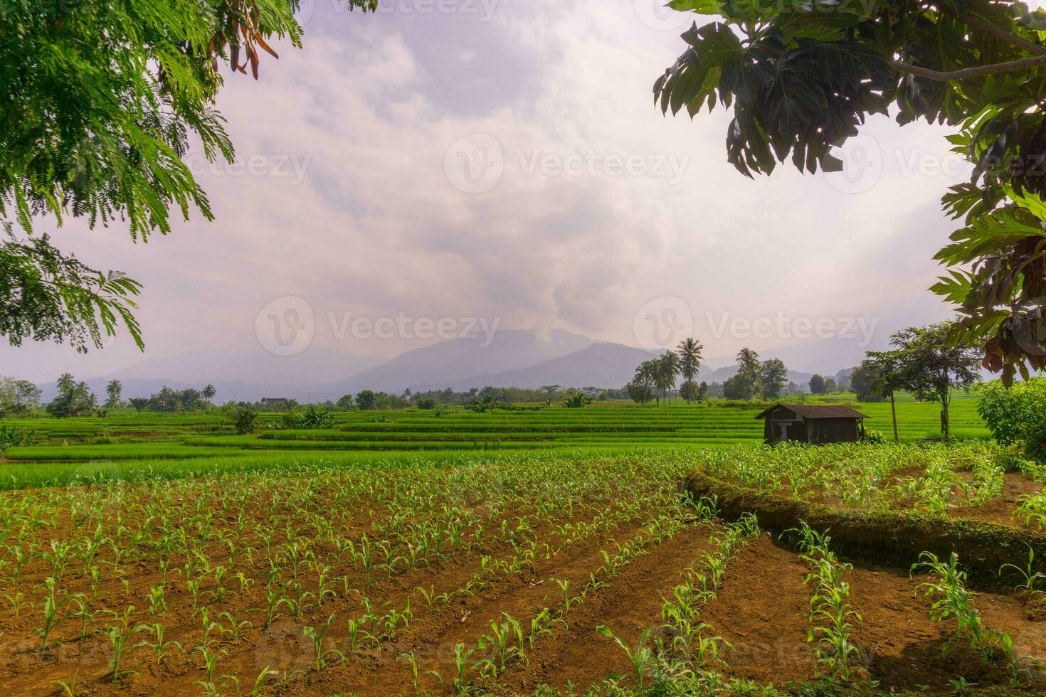 Beautiful morning view indonesia. Panorama Landscape paddy fields with beauty color and sky natural light photo