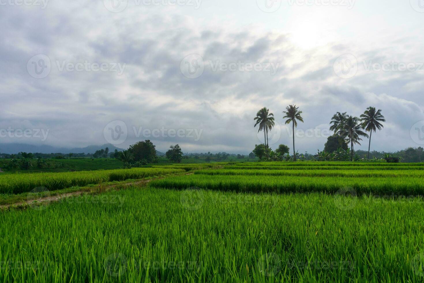 Beautiful morning view indonesia. Panorama Landscape paddy fields with beauty color and sky natural light photo