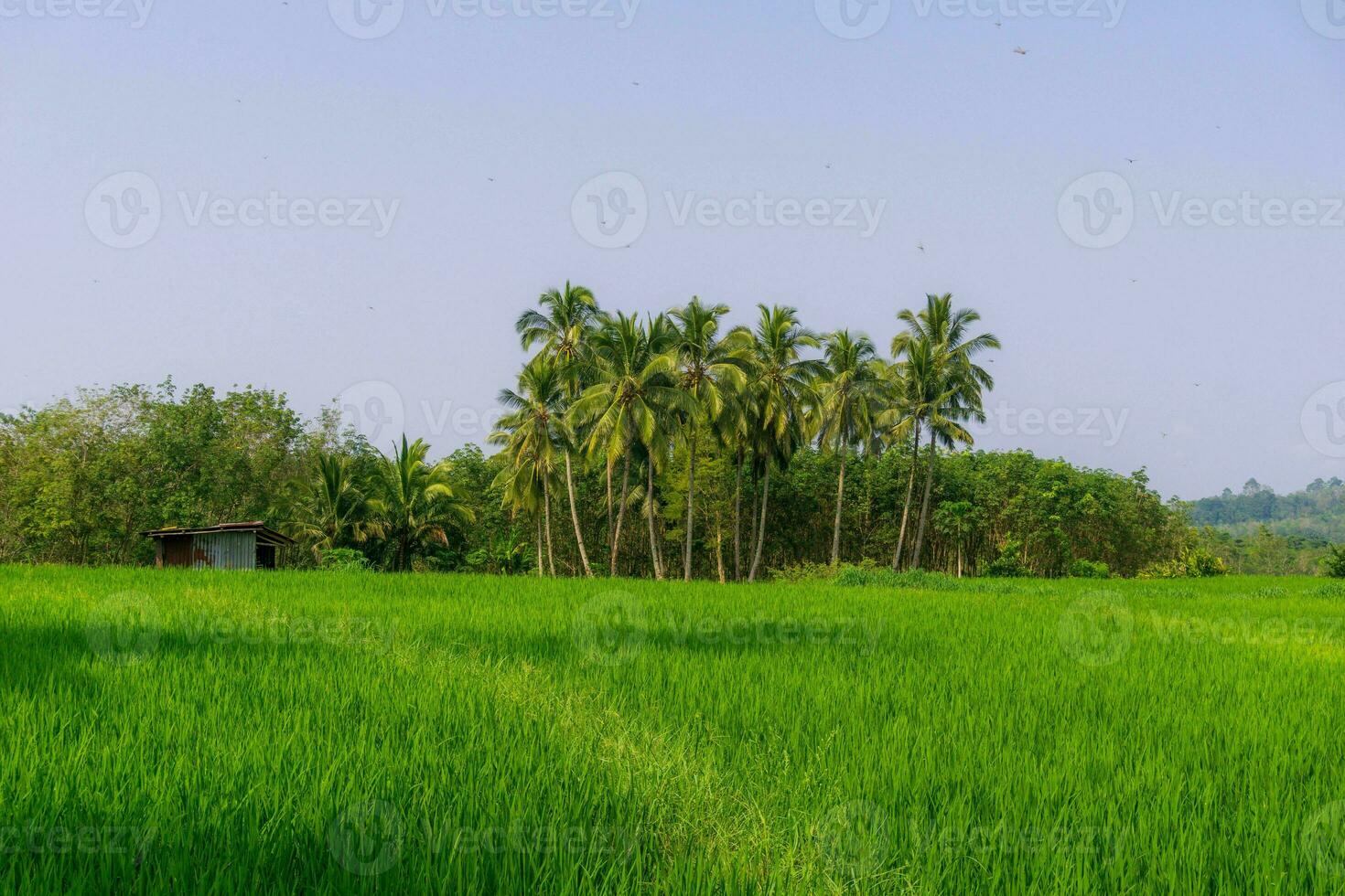 Beautiful morning view indonesia. Panorama Landscape paddy fields with beauty color and sky natural light photo