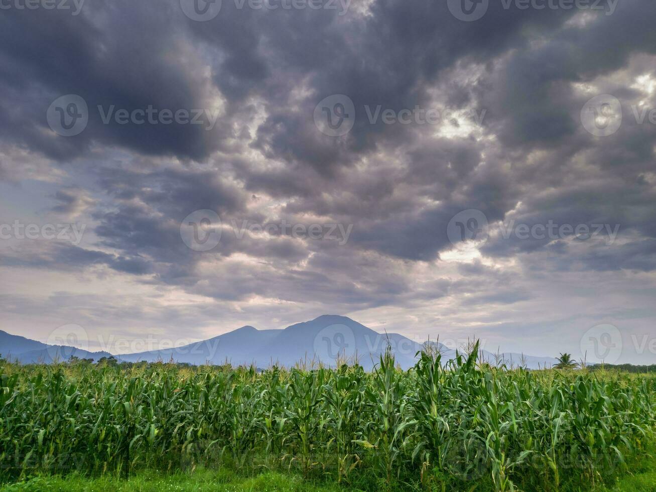 hermosa Mañana ver Indonesia. panorama paisaje arrozal campos con belleza color y cielo natural ligero foto