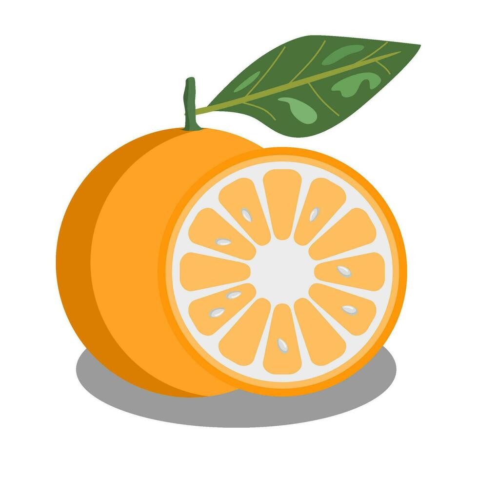 orange fruit isolated on white vector