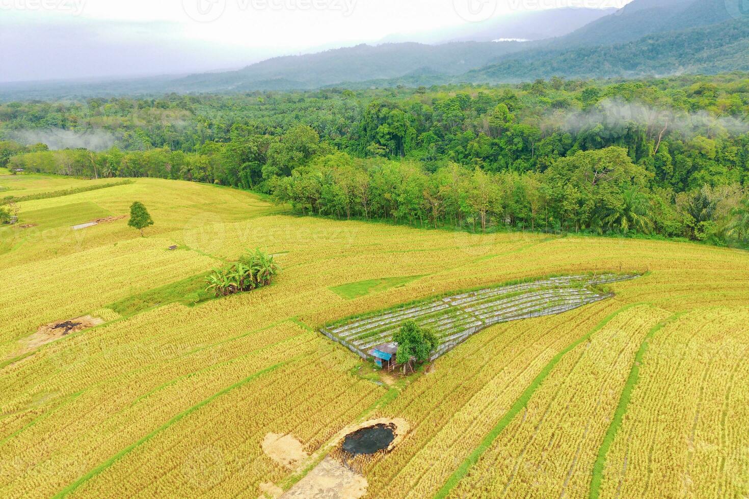 the beauty of the foggy morning panorama with sunrise and rice fields in Bengkulu photo