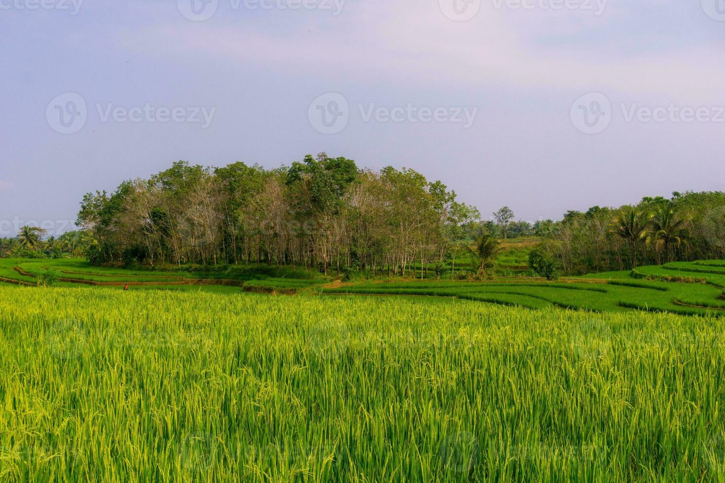 Beautiful morning view indonesia. Panorama Landscape paddy fields with beauty color and sky natural light photo