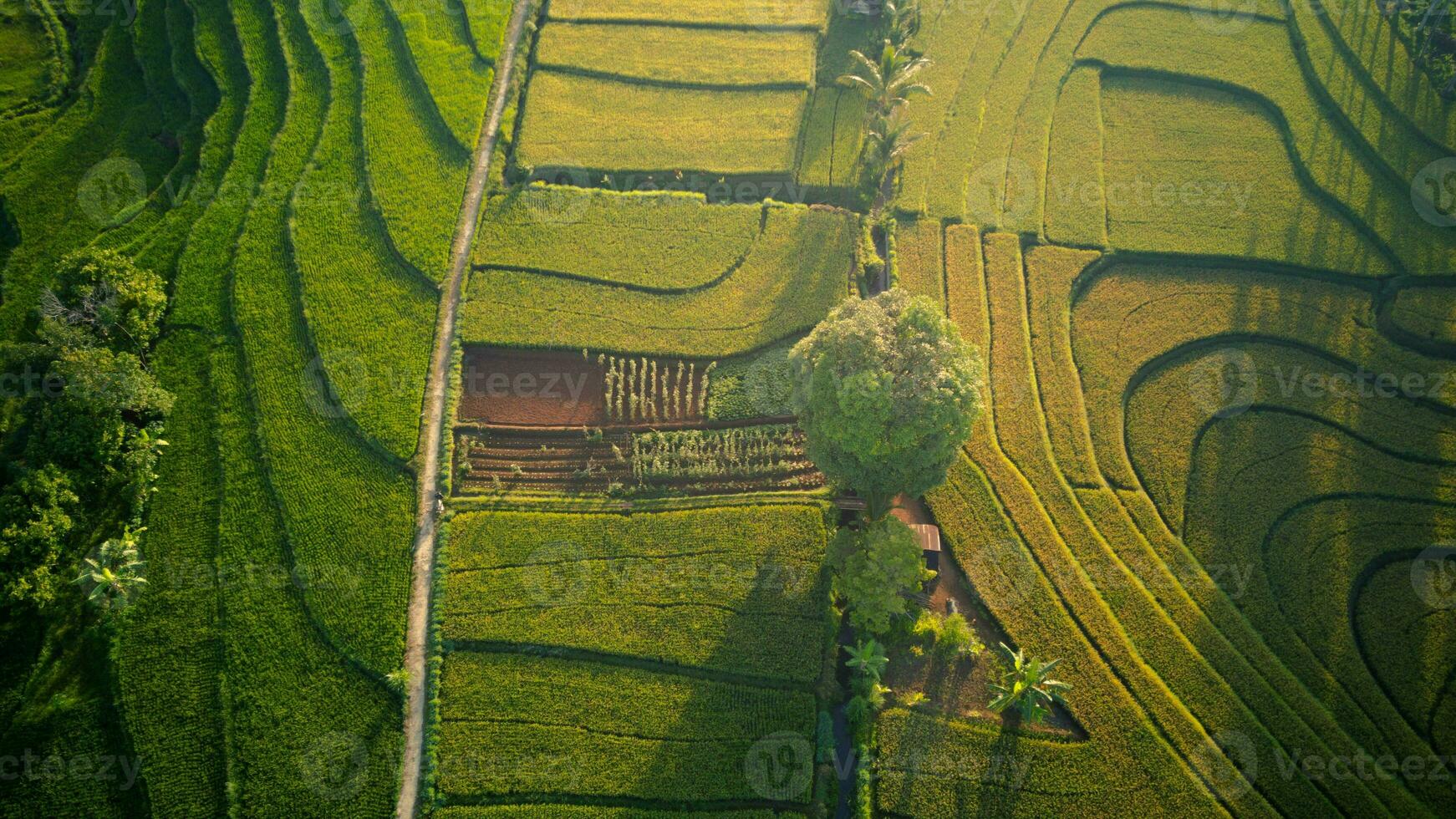 the beauty of the foggy morning panorama with sunrise and rice fields in Bengkulu photo