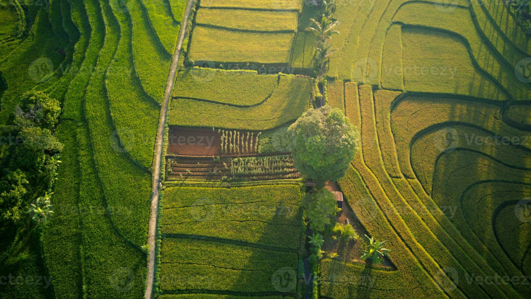 el belleza de el brumoso Mañana panorama con amanecer y arroz campos en bengkulu foto