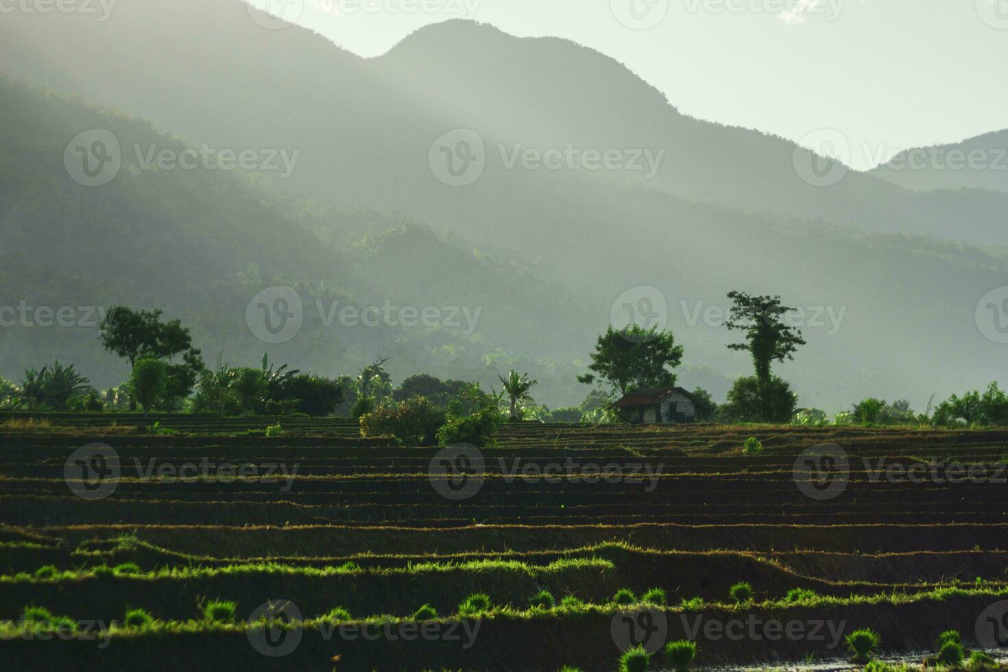 the beauty of the foggy morning panorama with sunrise and rice fields in Bengkulu photo