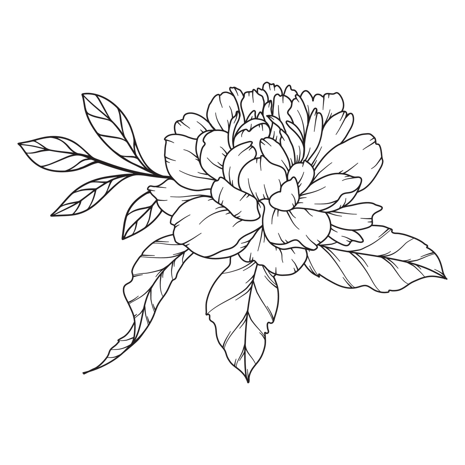 Peony Line Drawing. Black and white Floral Bouquets. Flower Coloring ...