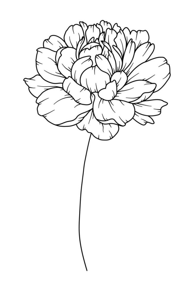 Peony Line Drawing. Black and white Floral Bouquets. Flower Coloring Page. Floral Line Art. Fine Line Peony illustration. Hand Drawn flowers. Botanical Coloring. Wedding invitation flowers vector