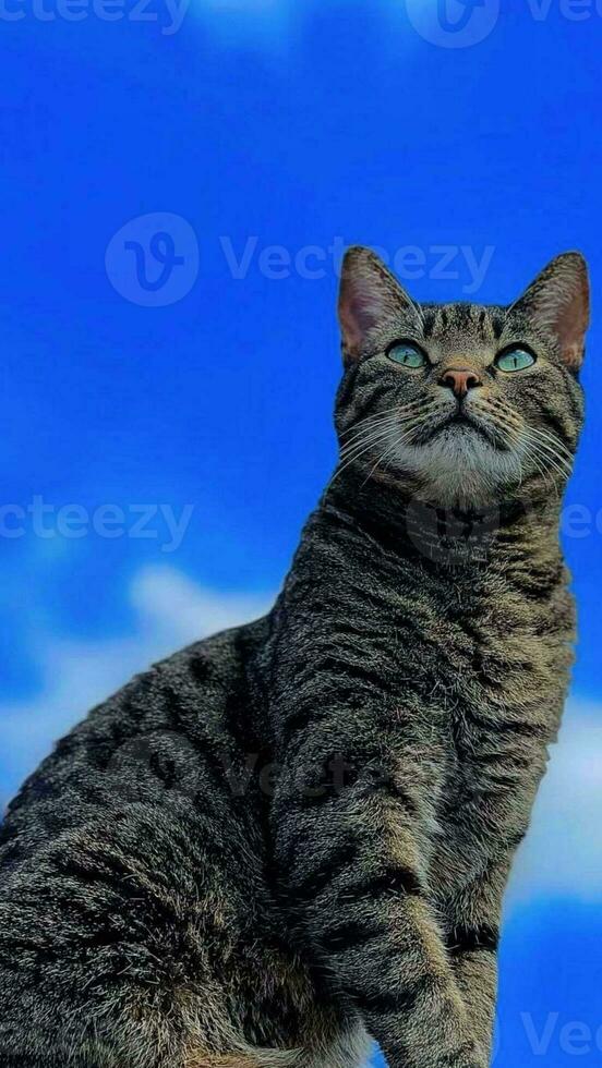 a black cat is acting like the king of the jungle photo