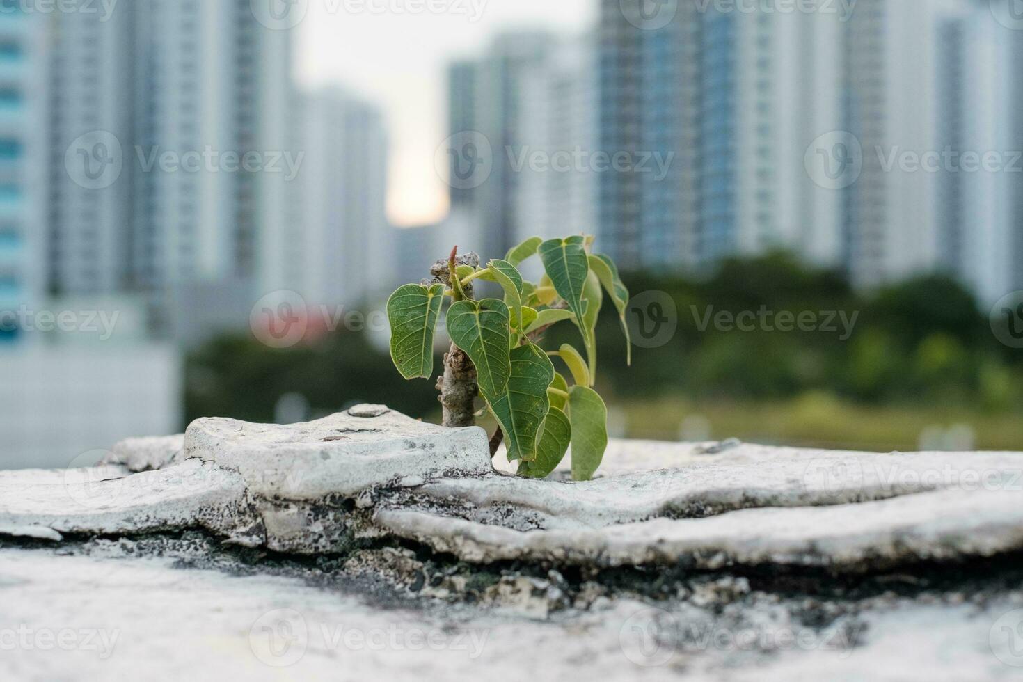 Young Sapling Growing on Concrete photo