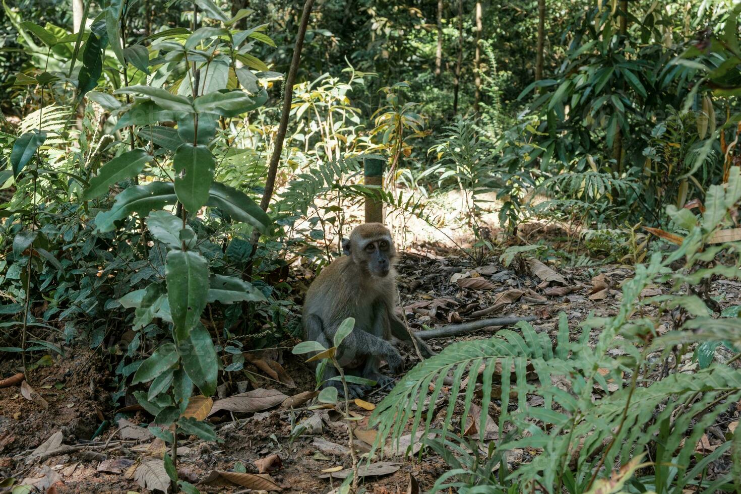 Monkey Amidst Green Plants Sitting photo