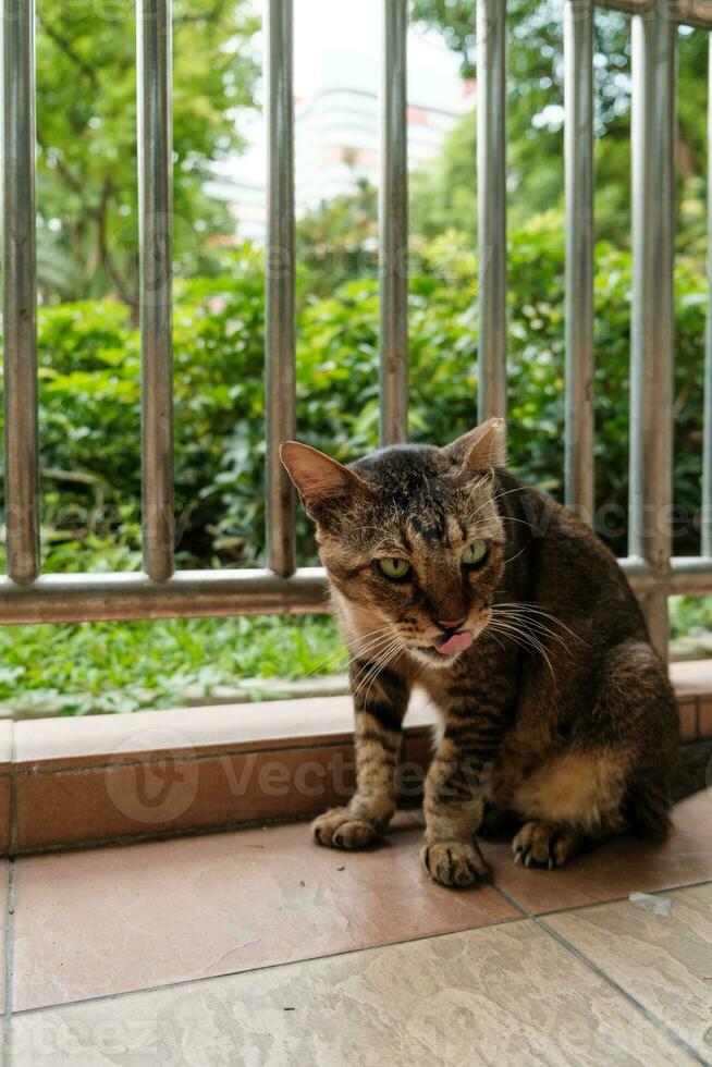 Green-Eyed Cat Licking on Pavement photo