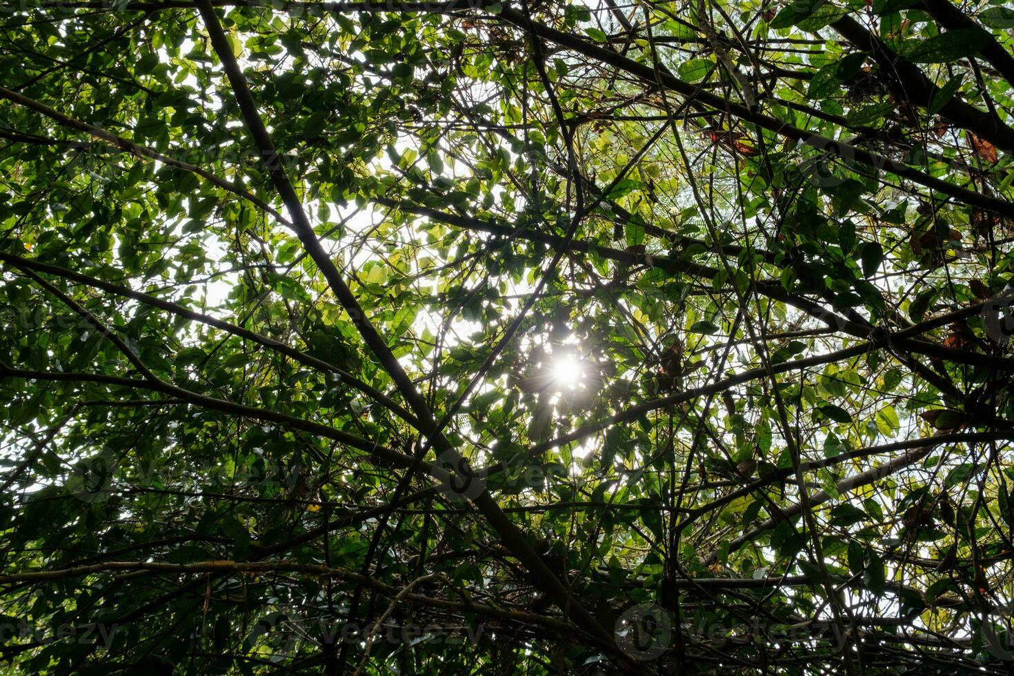 Sunlight Through Thick Green Foliage photo