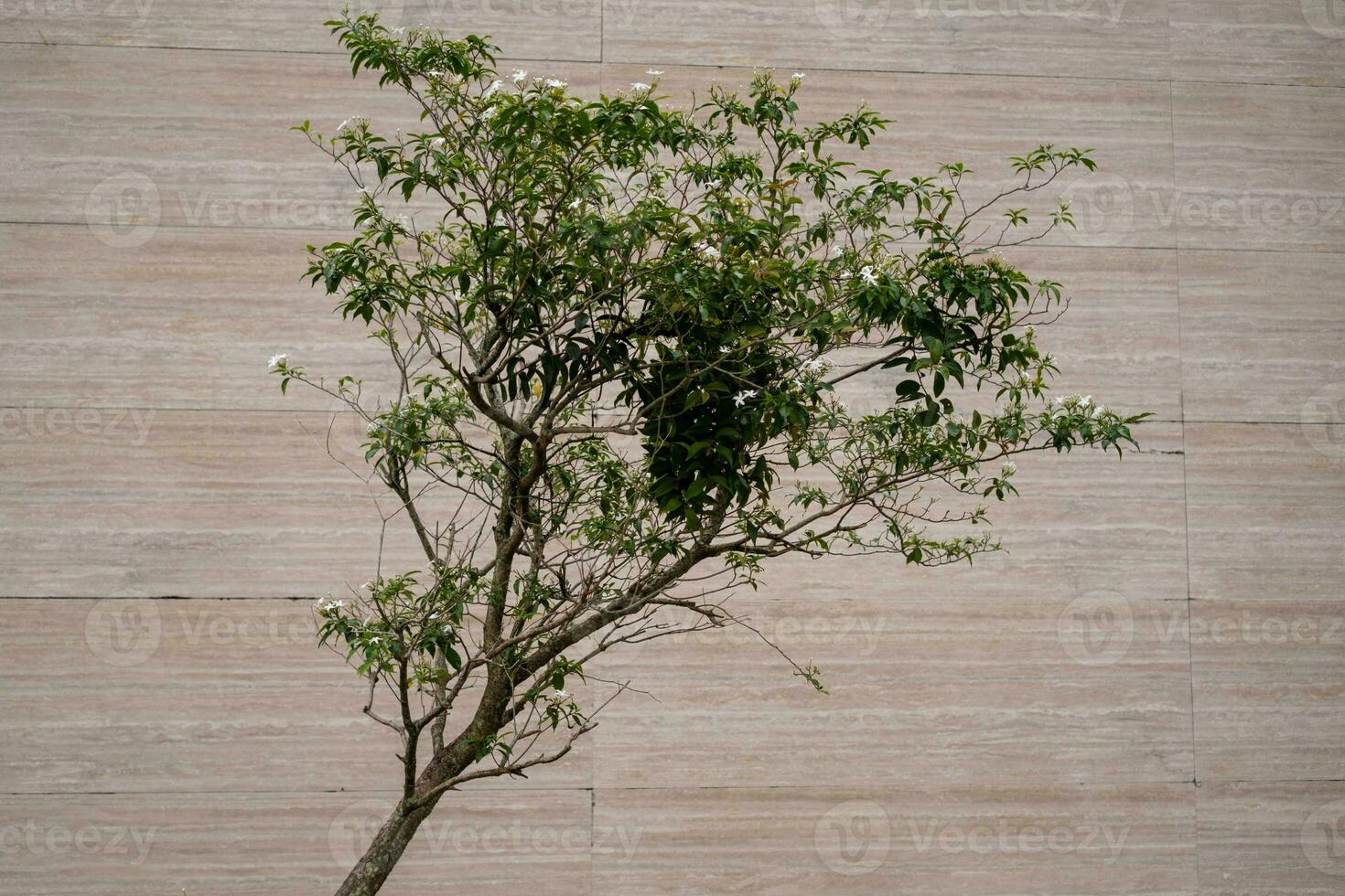 blanco flores en inclinado árbol en contra de madera antecedentes foto