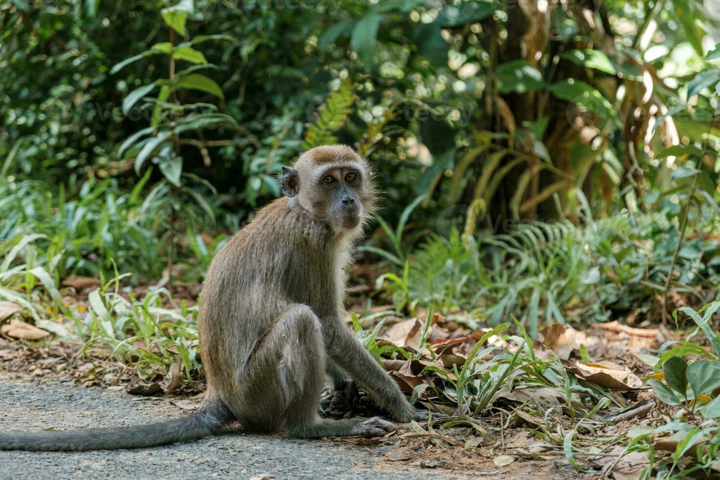 Monkey Sitting on Roadside Poses photo