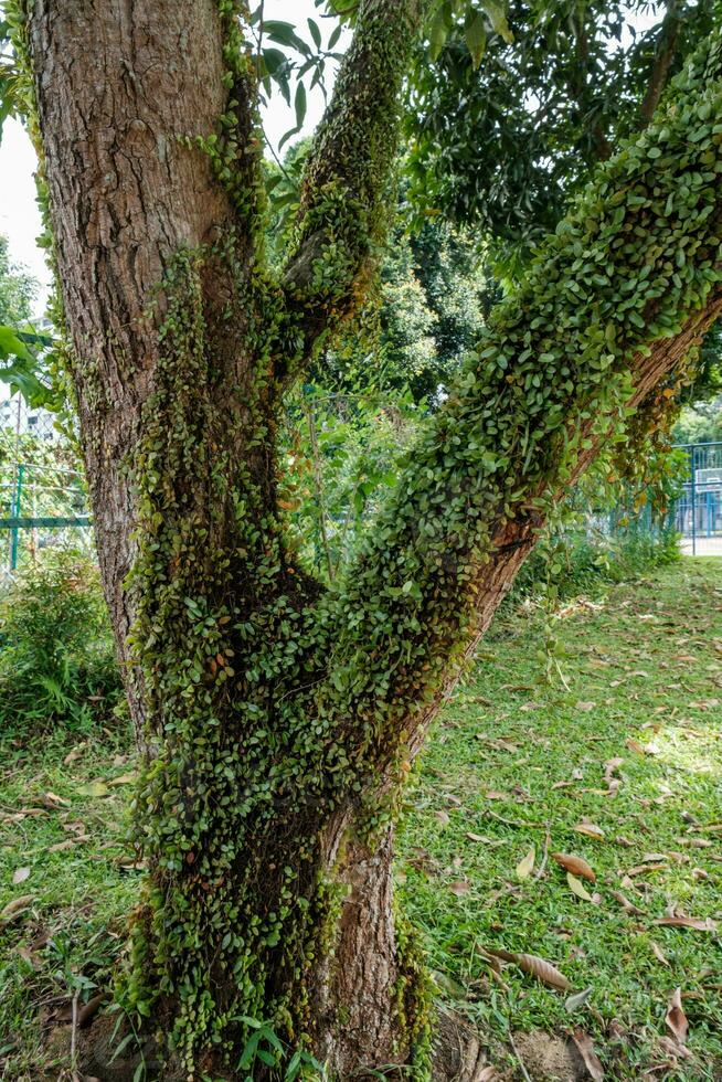 Green Leaves Growing on Tree photo