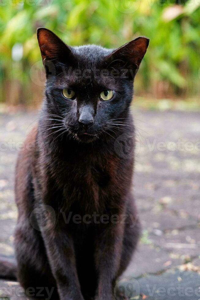 Black Cat Stares From Pavement photo