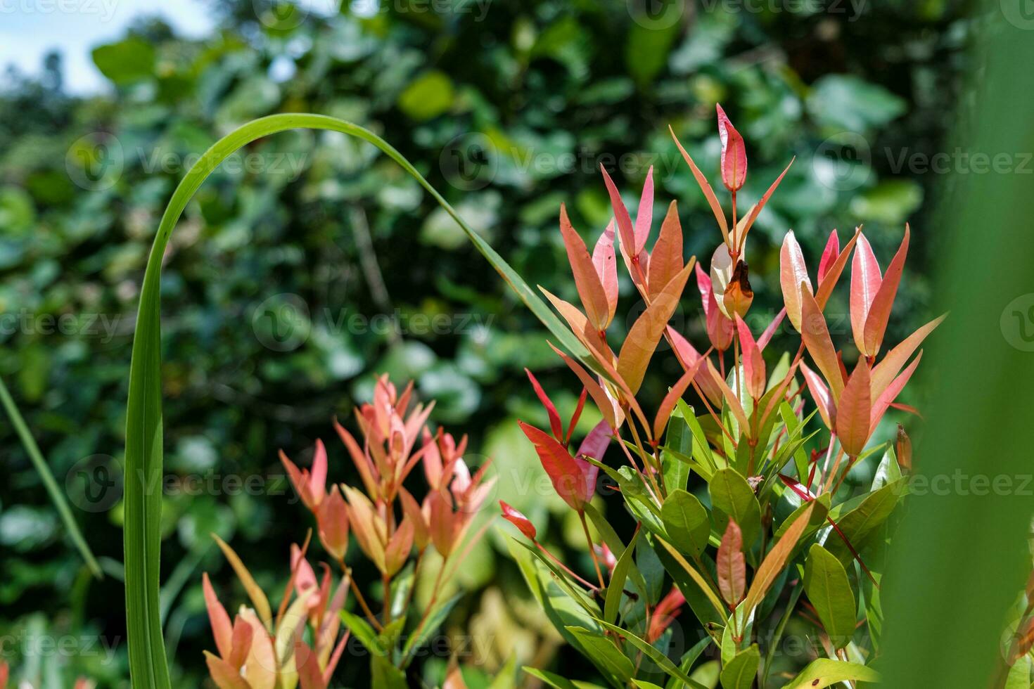 Red Plants Amidst Green Foliage photo