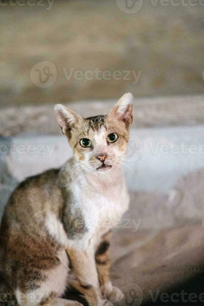 Cat with Green Eyes Posing photo