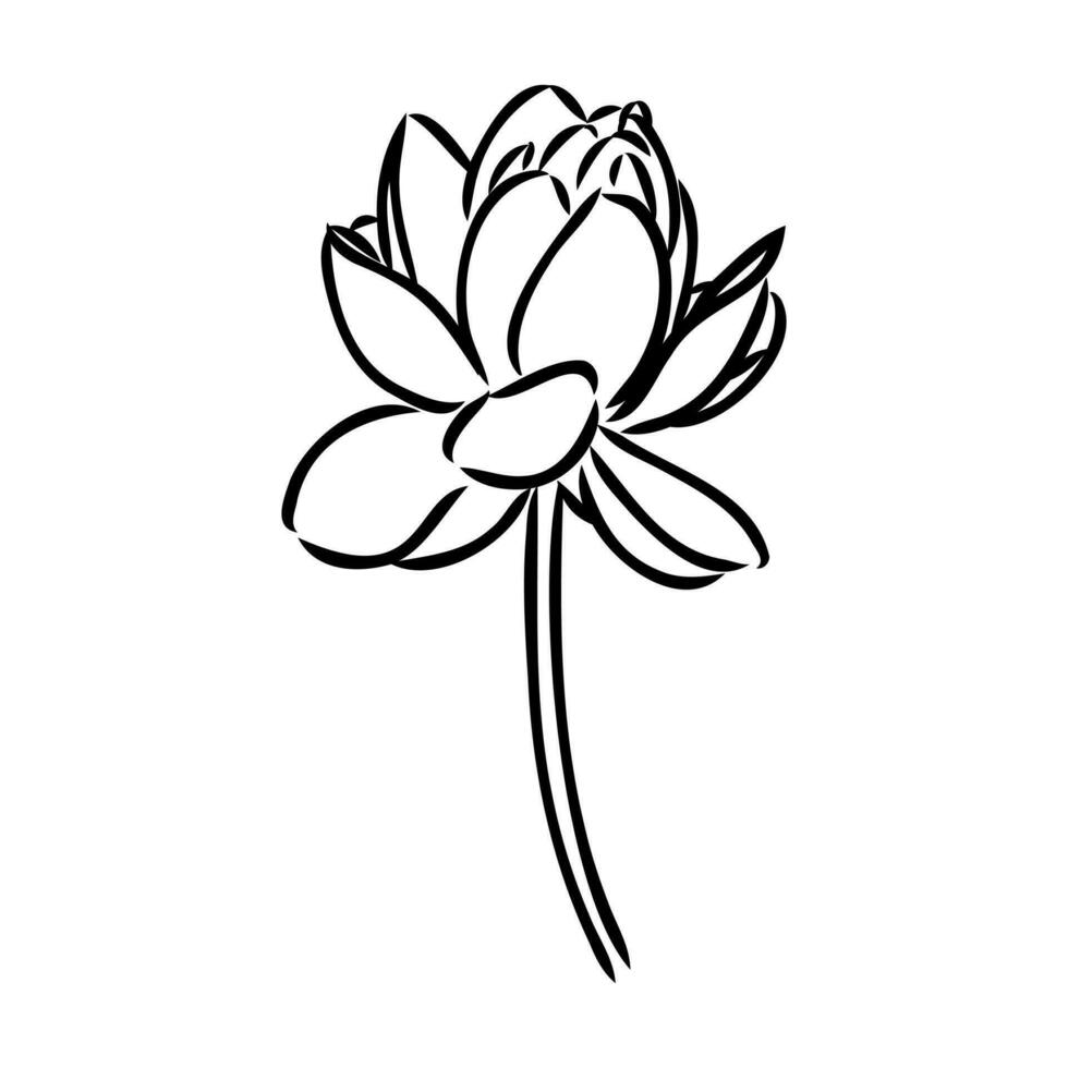 lotus vector sketch