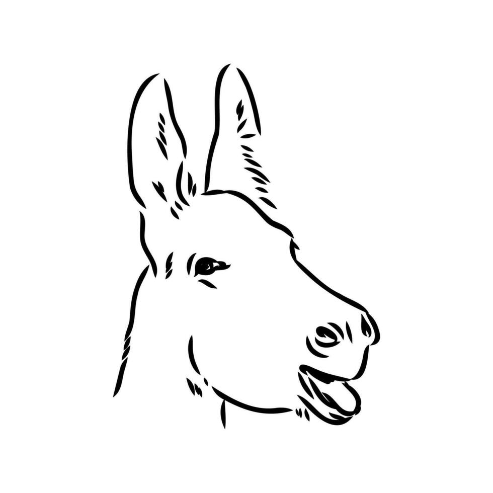 dibujo vectorial de burro vector