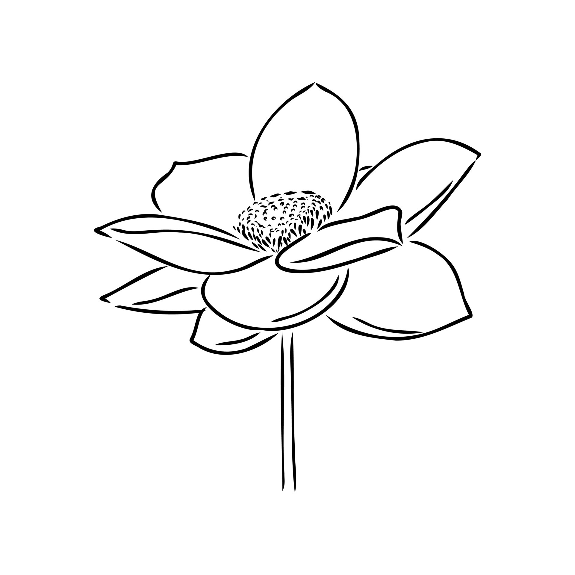 lotus vector sketch 36379960 Vector Art at Vecteezy