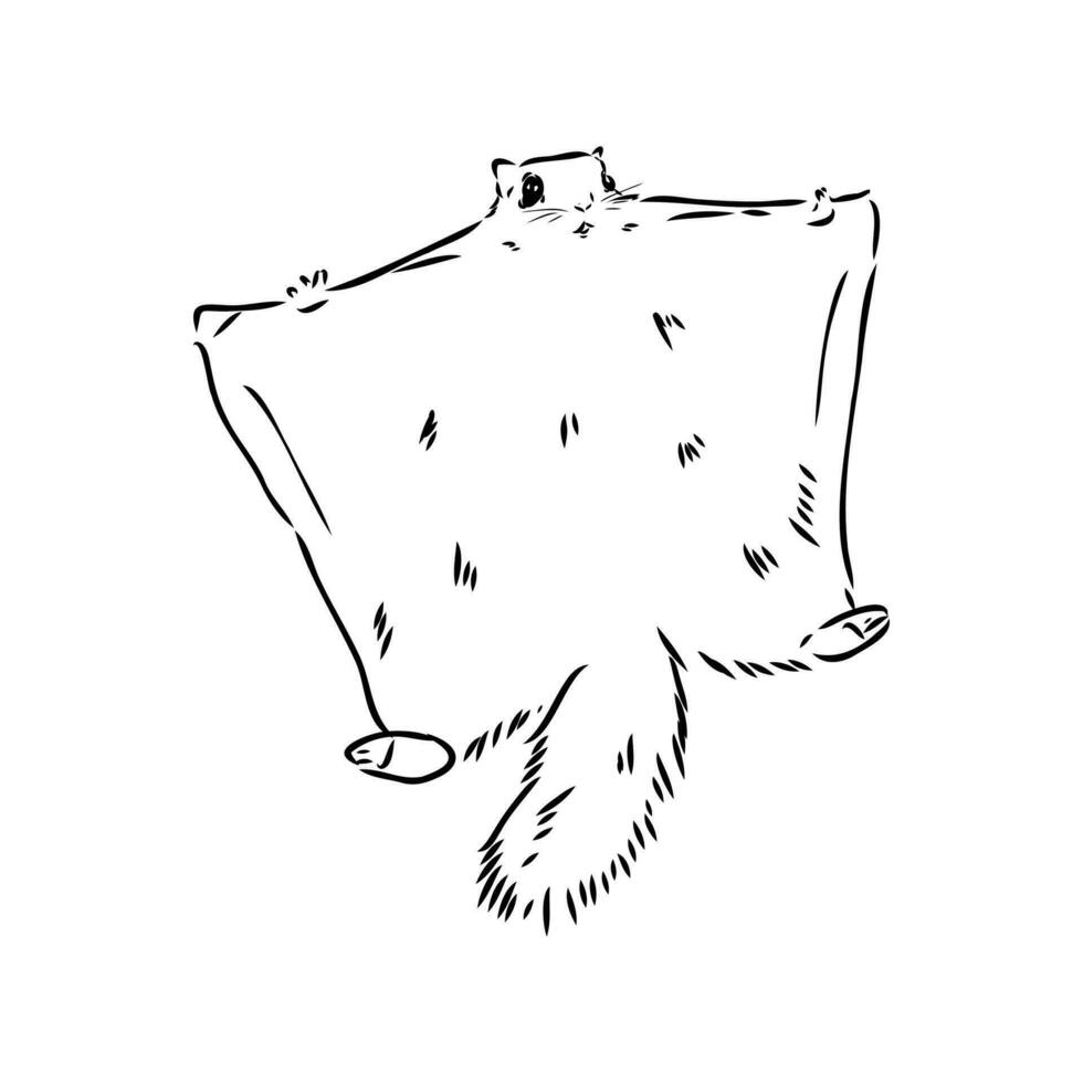 flying squirrel vector sketch