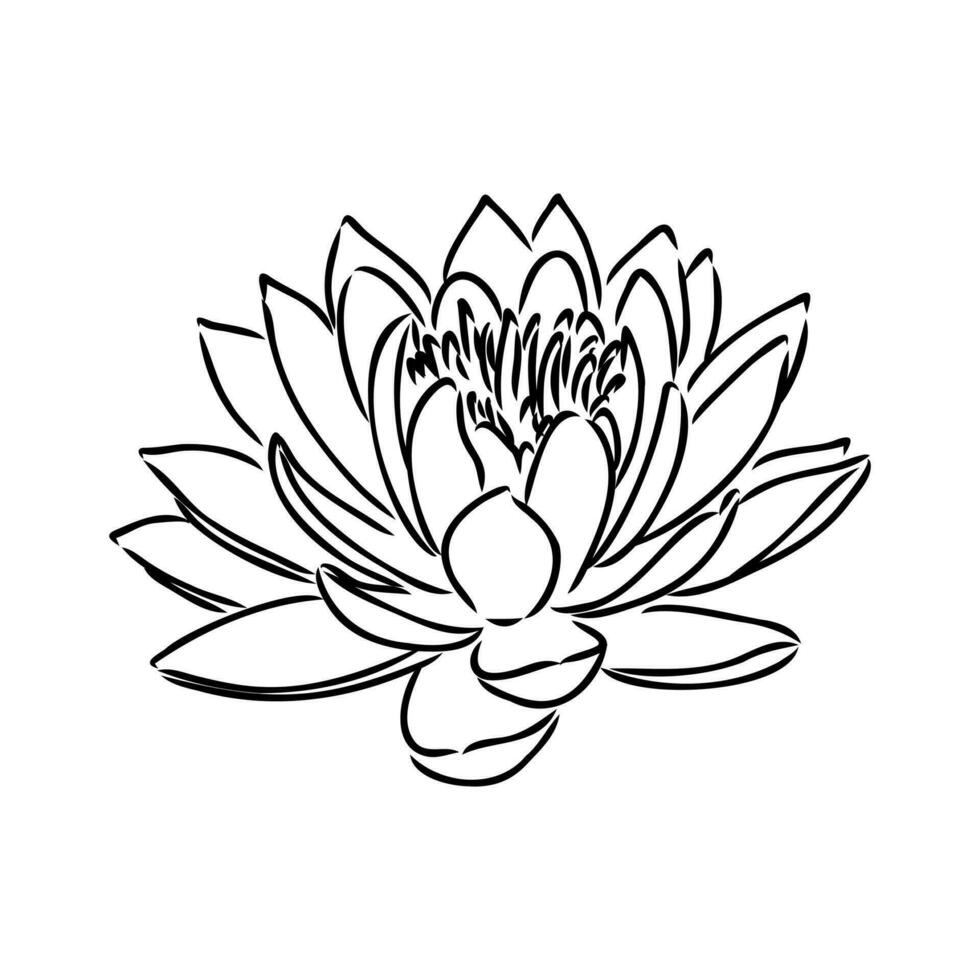 lotus vector sketch