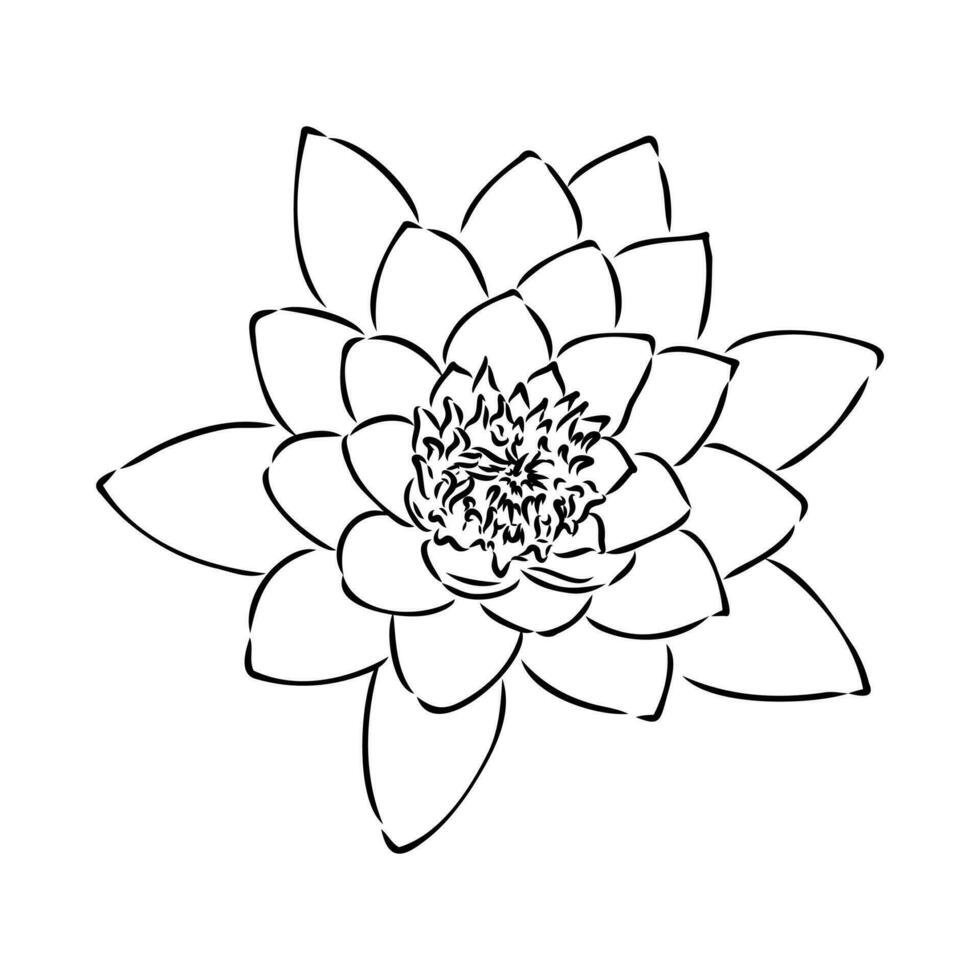 lotus vector sketch