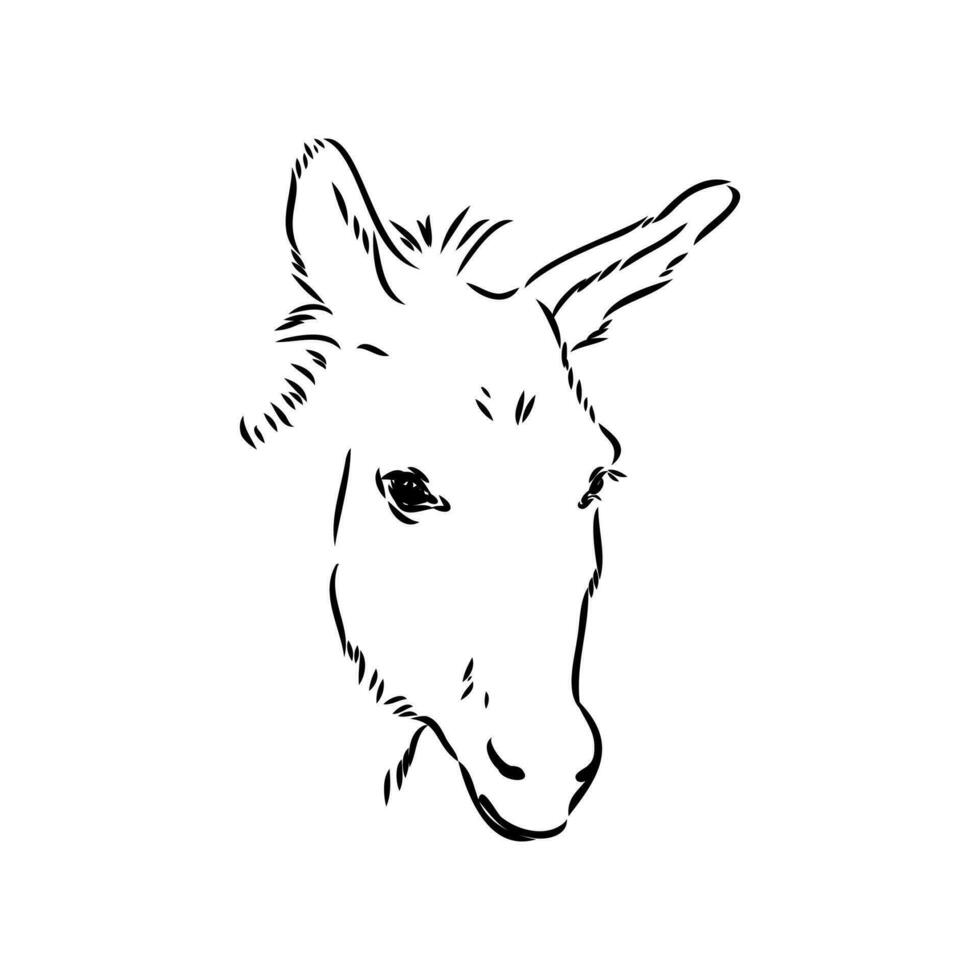 donkey vector sketch