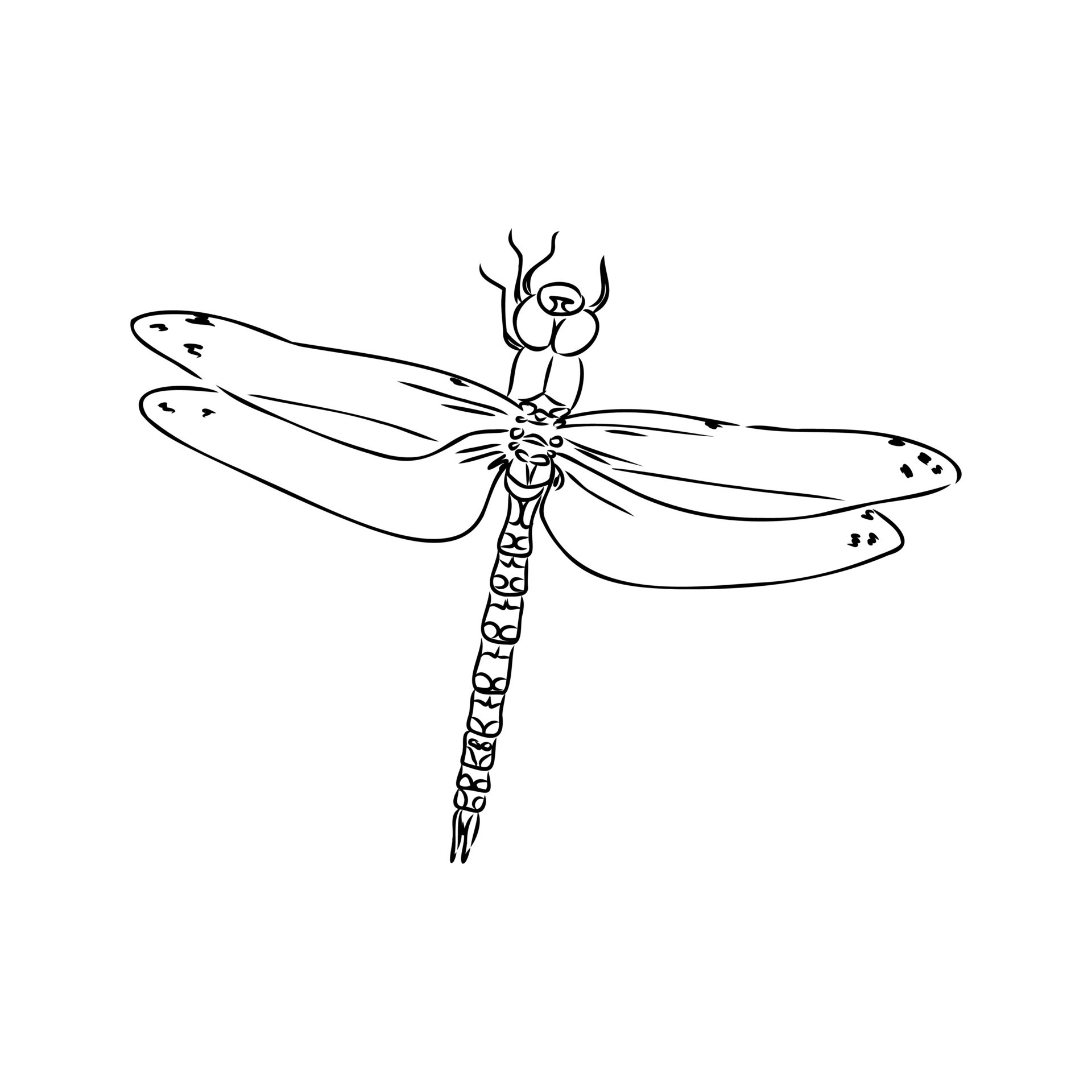dragonfly vector sketch 36380036 Vector Art at Vecteezy