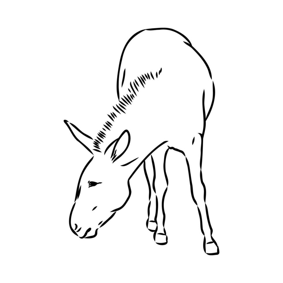 dibujo vectorial de burro vector