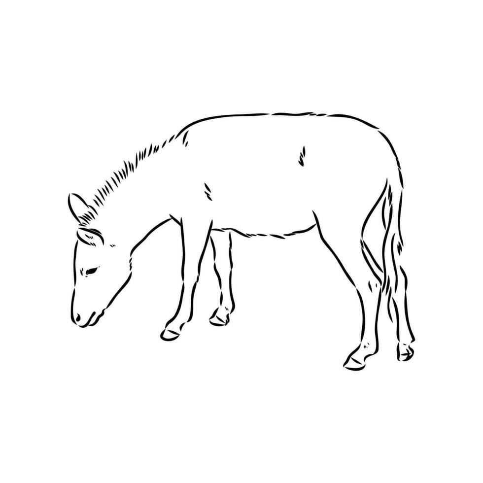 dibujo vectorial de burro vector