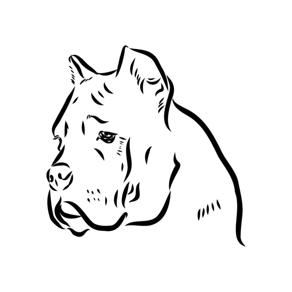 cane corso dog vector sketch