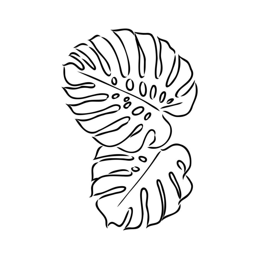 monstera leaf vector sketch