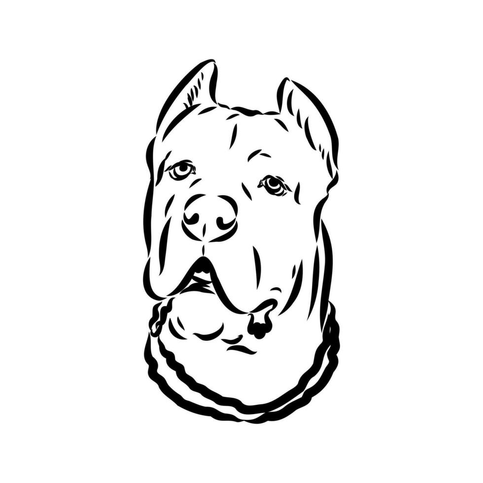 cane corso dog vector sketch