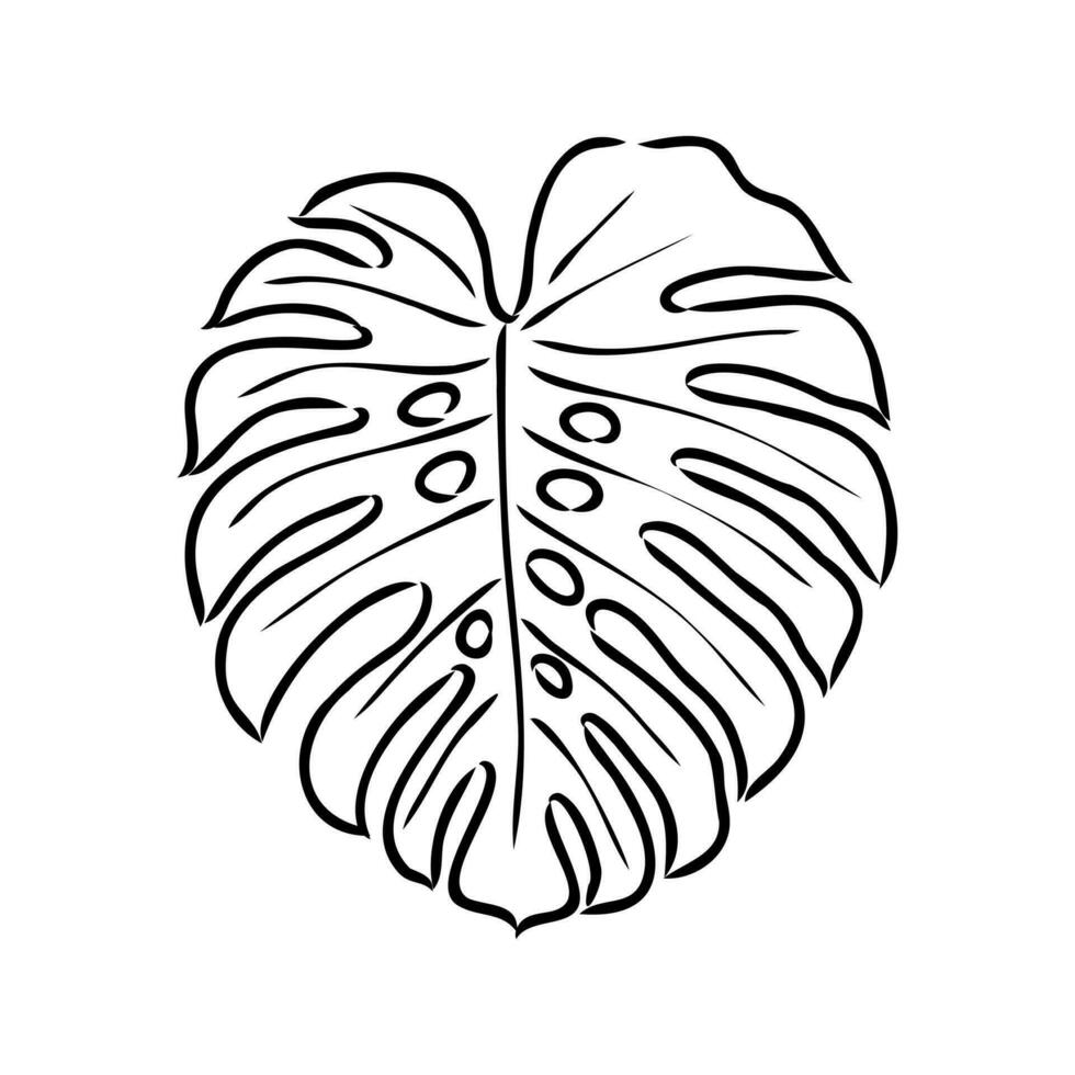 monstera hoja vector bosquejo