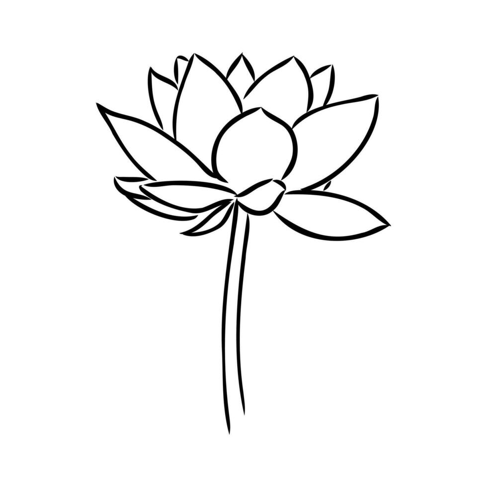 lotus vector sketch