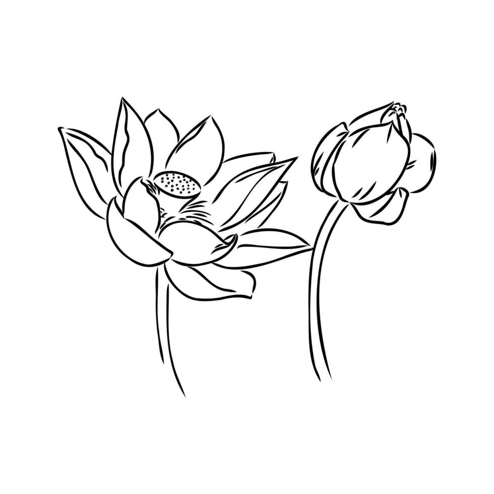 lotus vector sketch