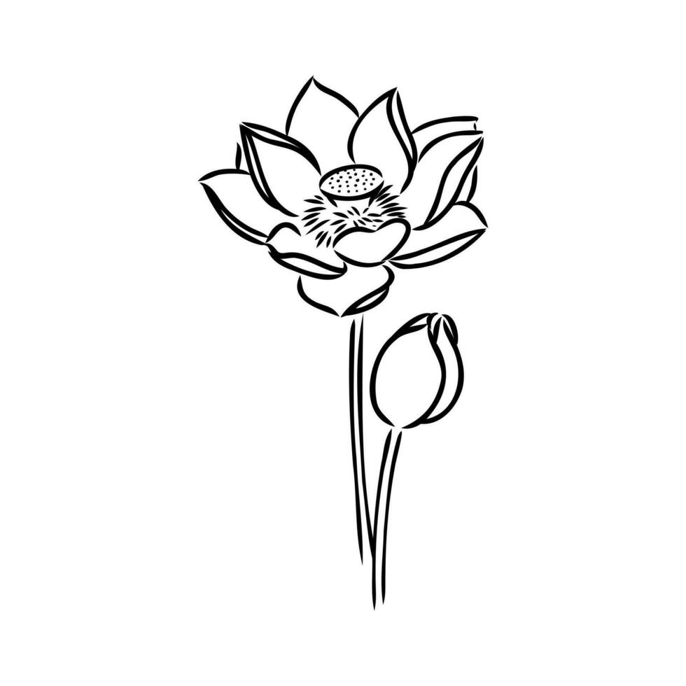 lotus vector sketch