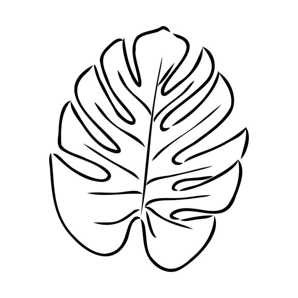 monstera leaf vector sketch