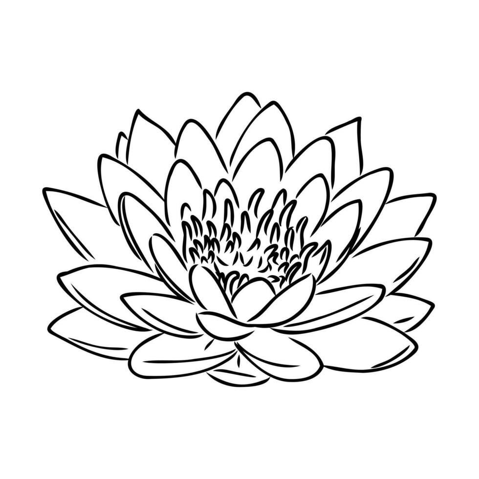 lotus vector sketch