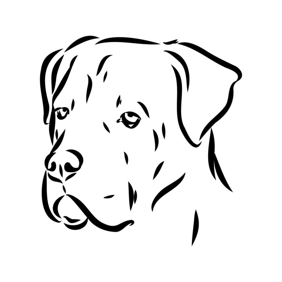 cane corso dog vector sketch