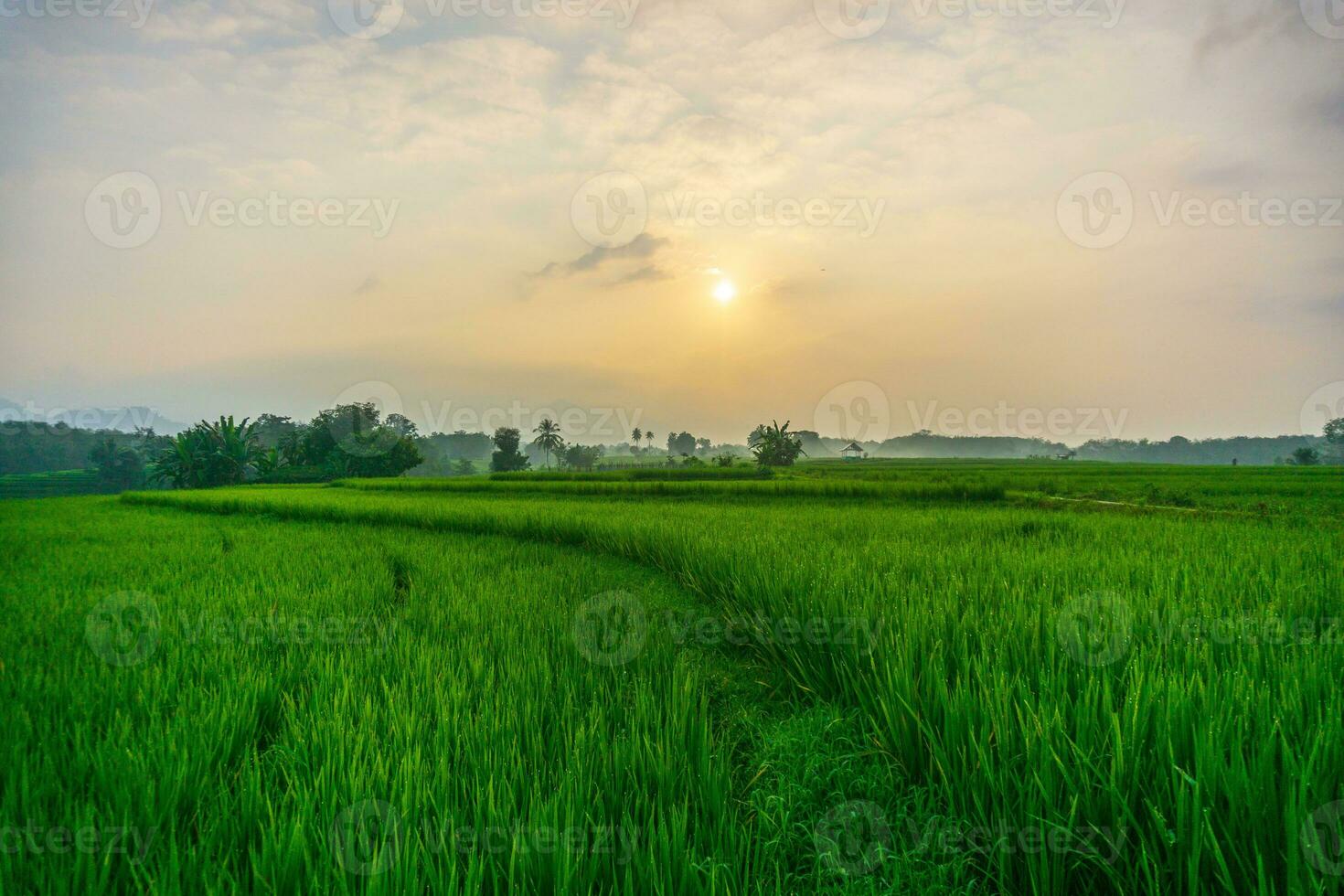 the beauty of the foggy morning panorama with sunrise and rice fields in Bengkulu photo