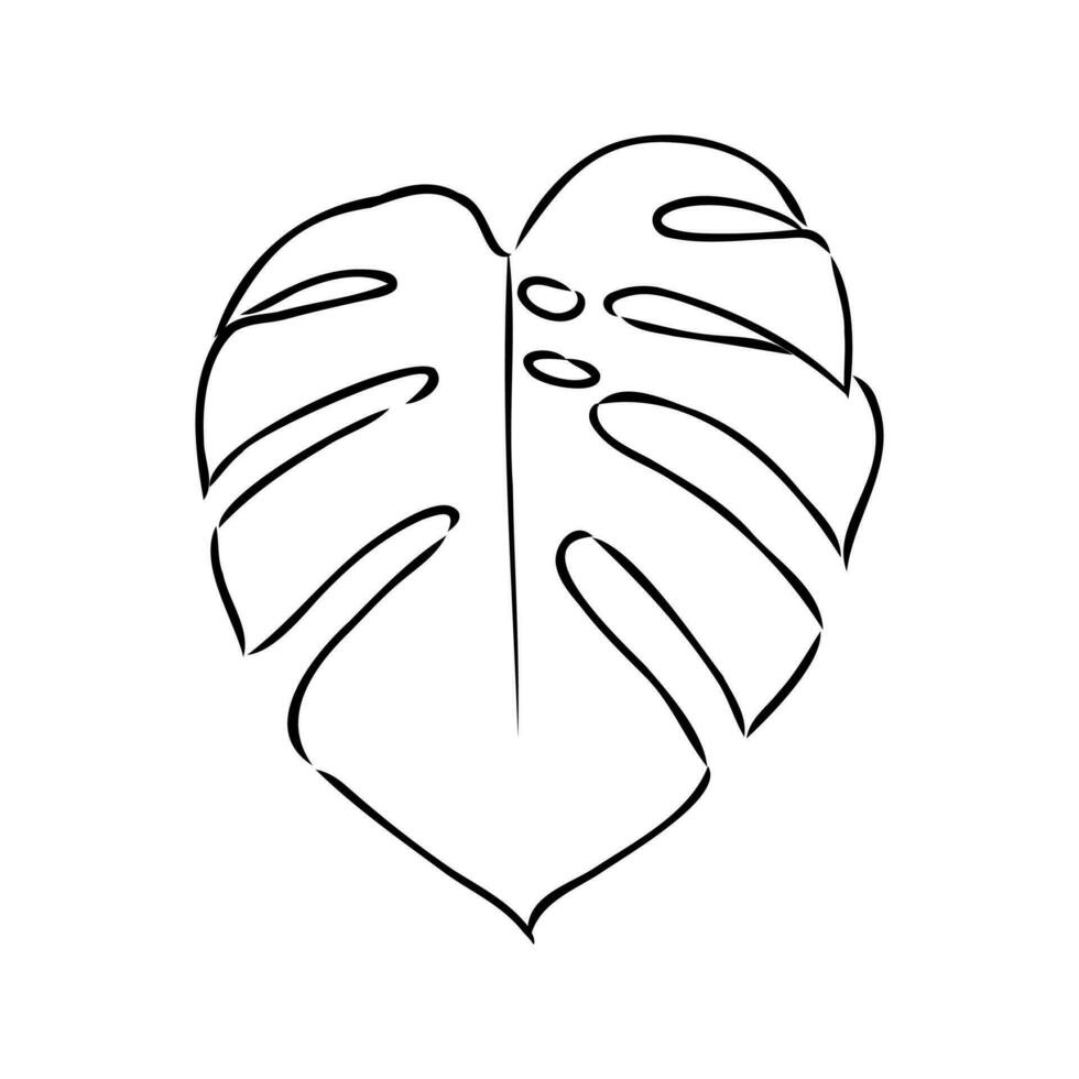 monstera leaf vector sketch