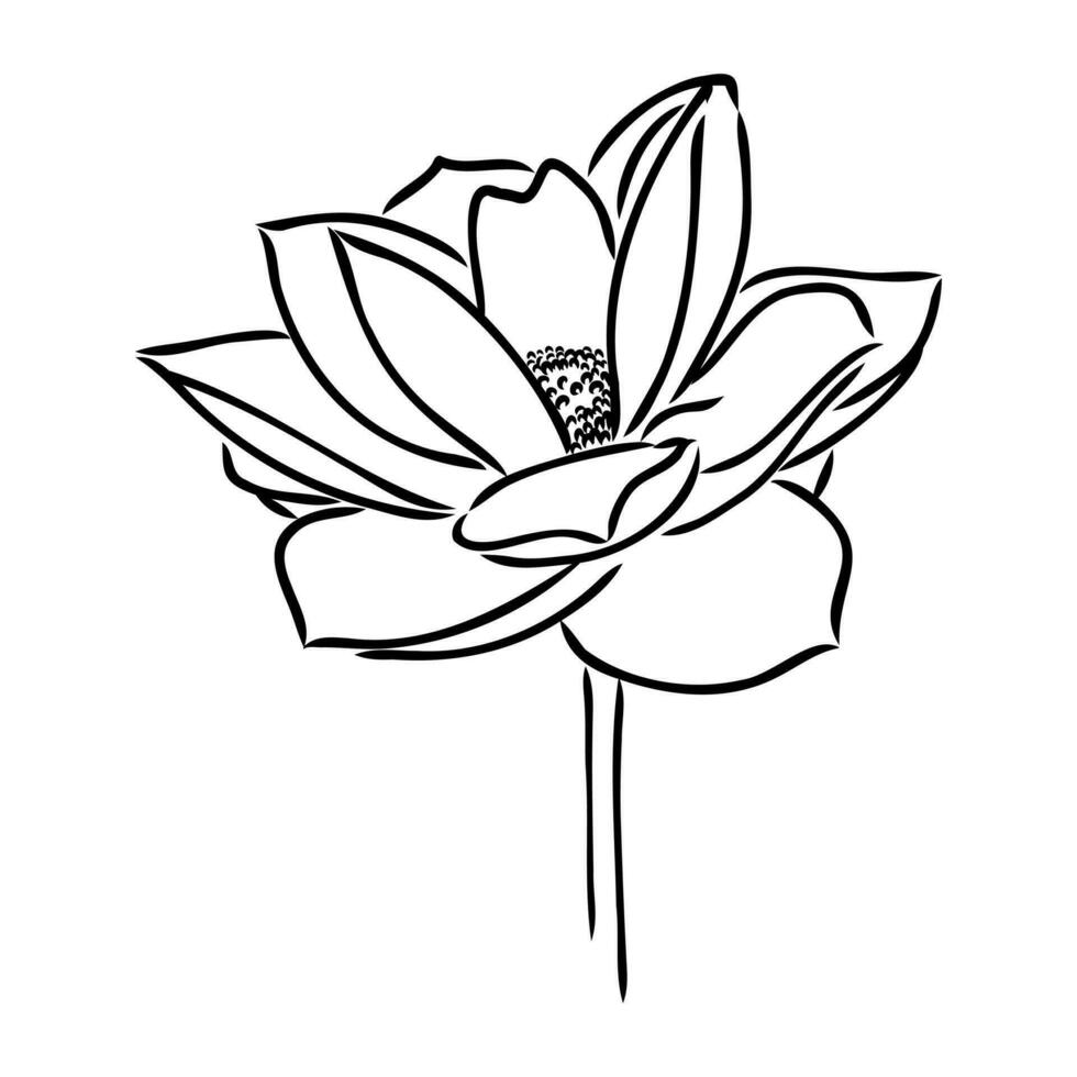 lotus vector sketch