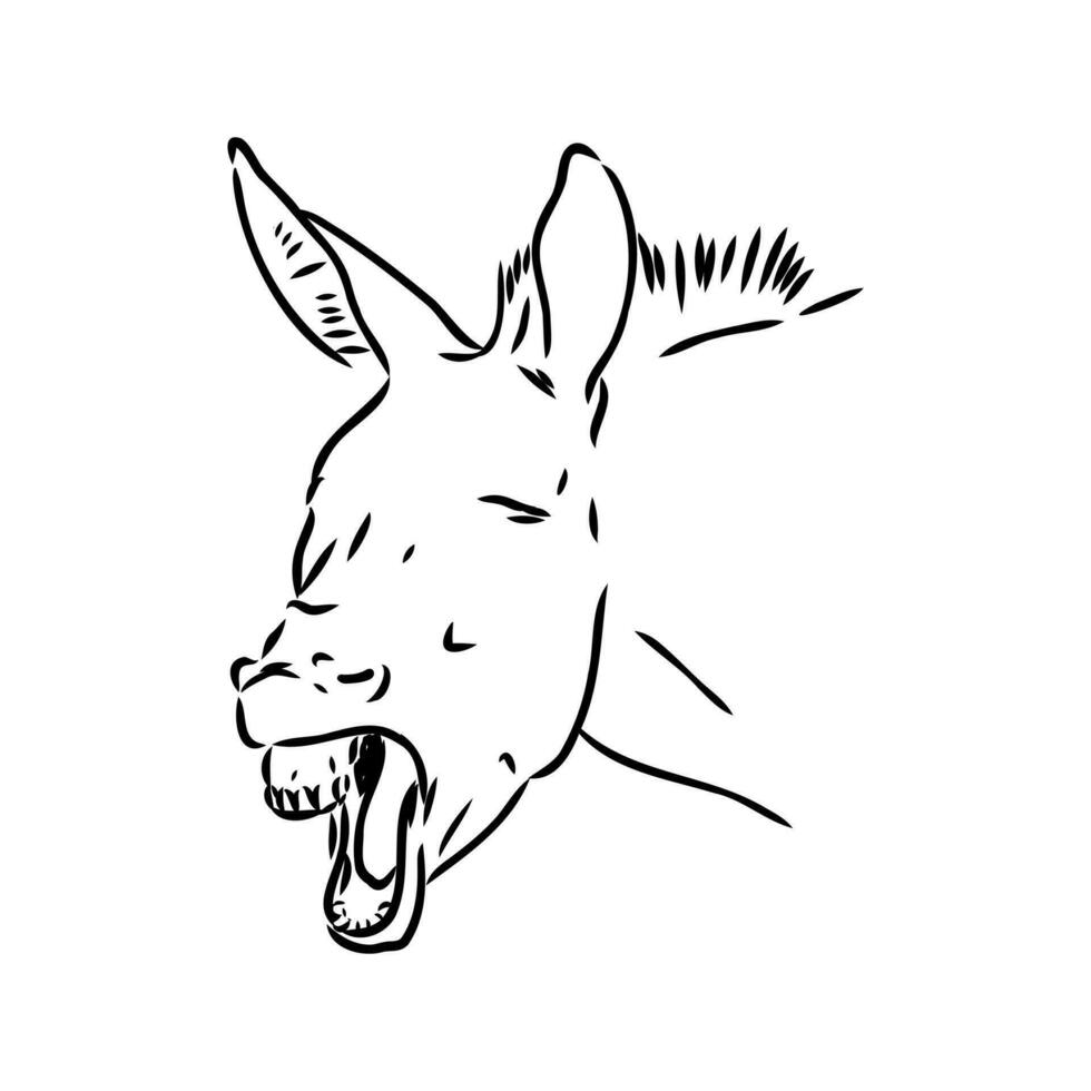 dibujo vectorial de burro vector