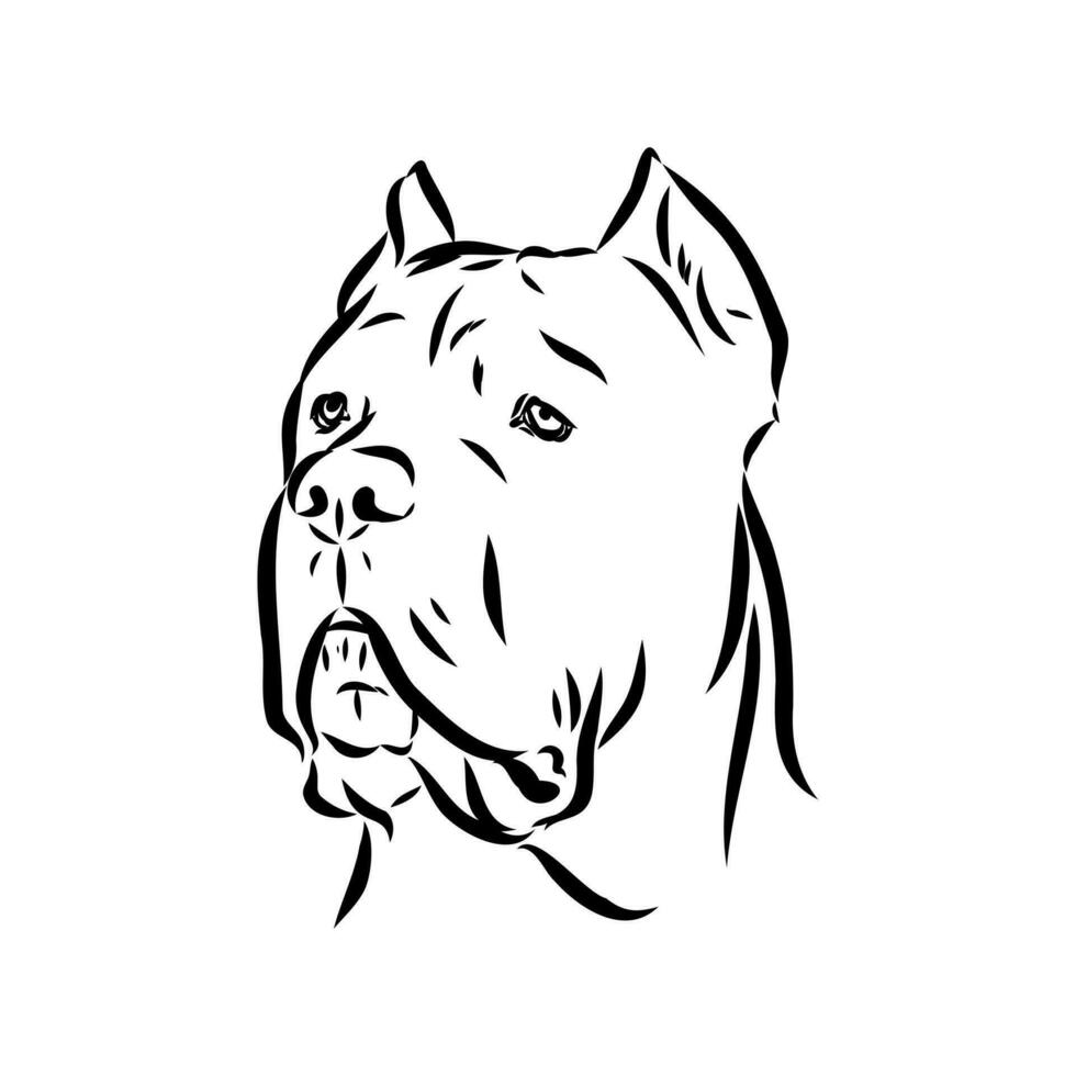 cane corso dog vector sketch